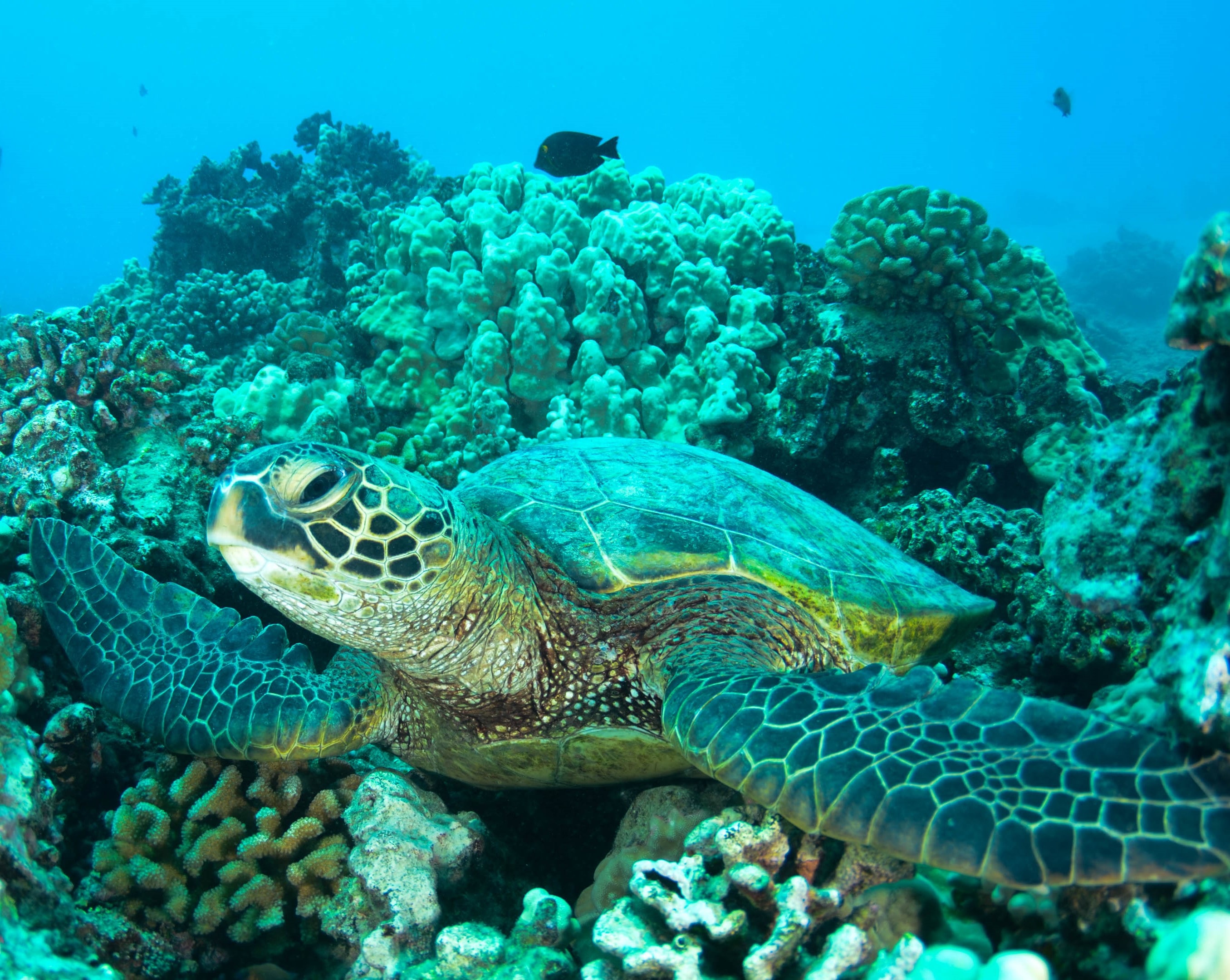 Sustainability 101: Saving Turtles and Coral Reef Conservation