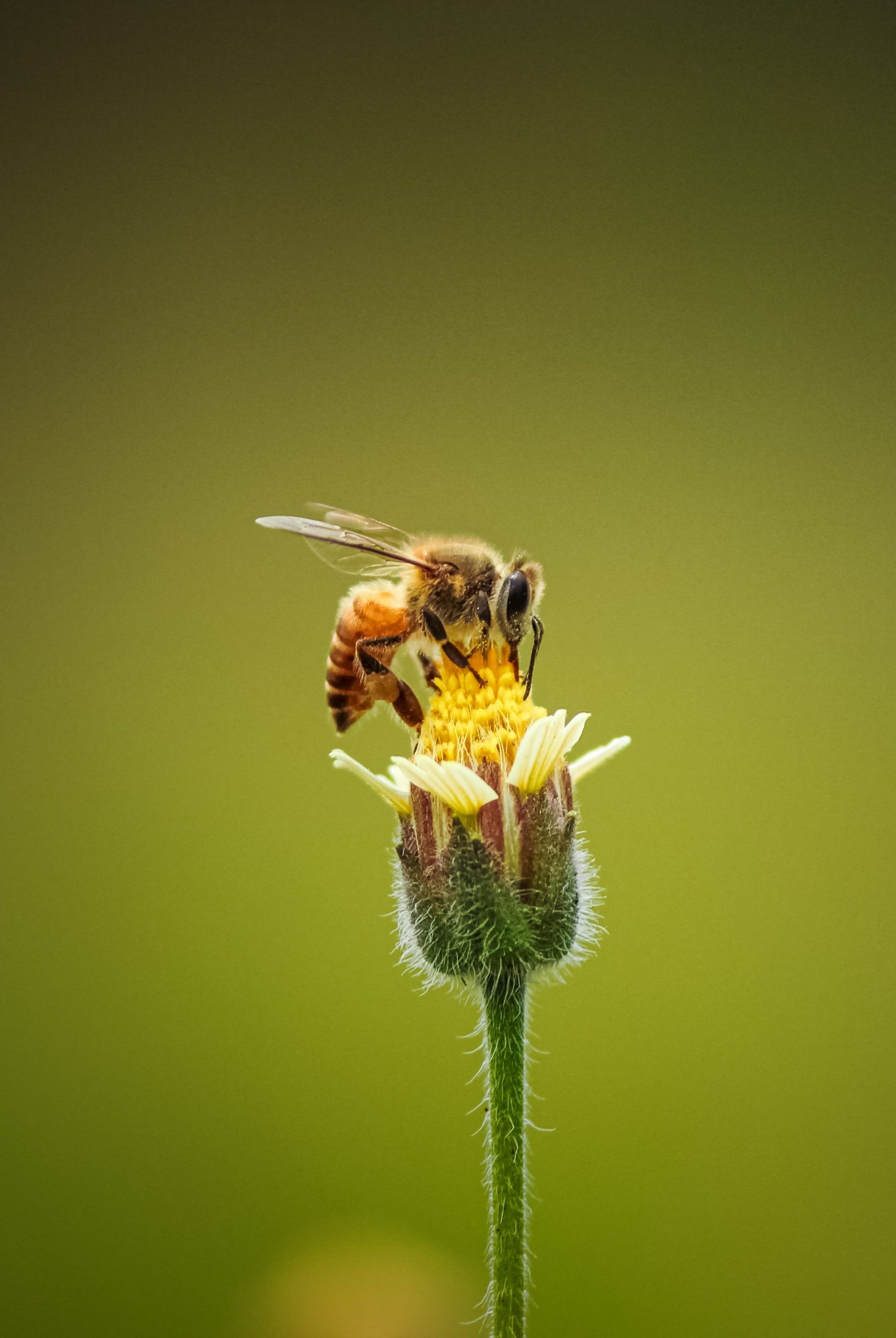 A Bee Quiz