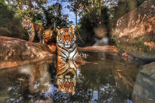 World’s Largest Tiger Photographic Exhibition, the `Eye on the Tiger’, launch at The Starhill in Kuala Lumpur.— MUHAMAD SHAHRIL ROSLI/The Star